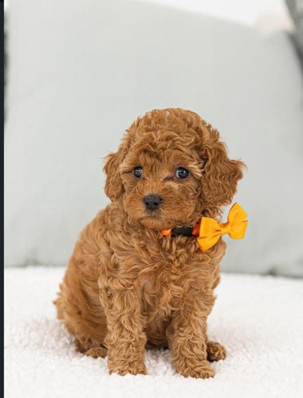 Phina, Toy Poodle