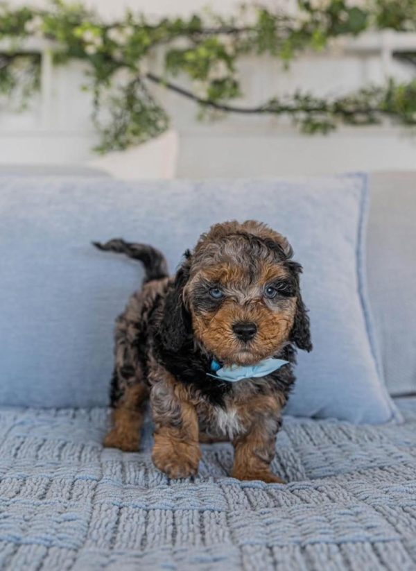 Waffles, Cavapoo
