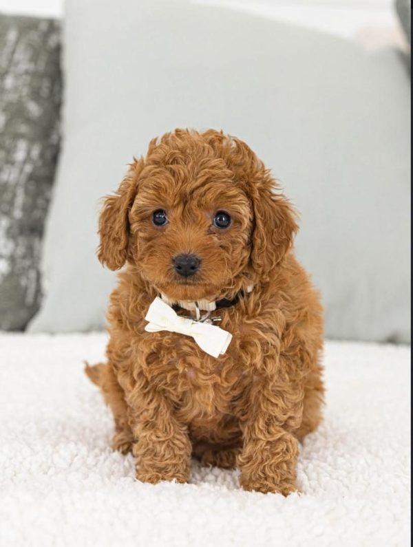 Lizy, Toy Poodle