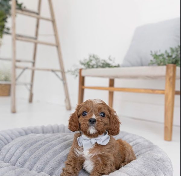 Sophie, Cavapoo