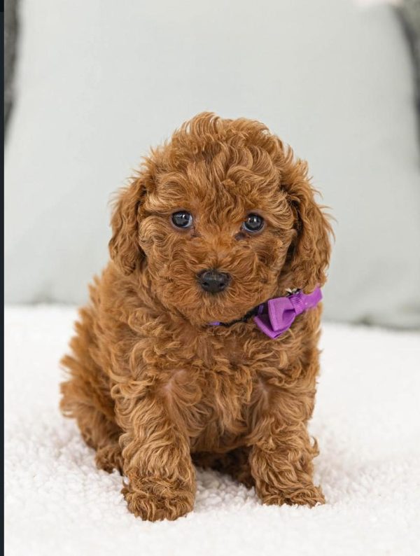 Lusi, Toy Poodle