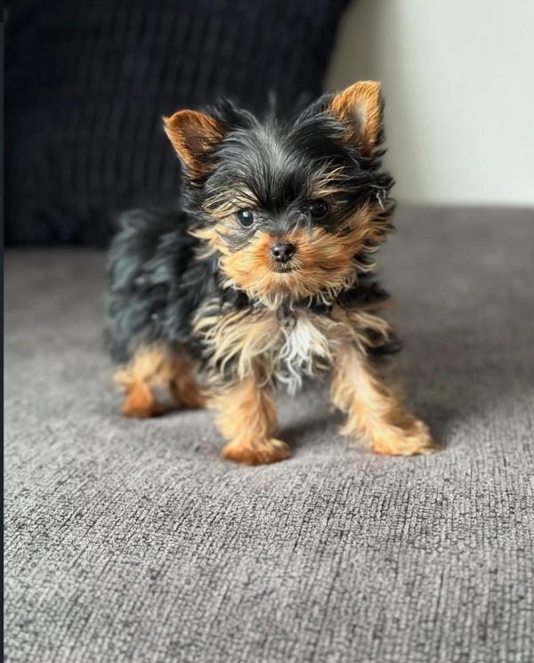 Murphy, Teacup Yorkie