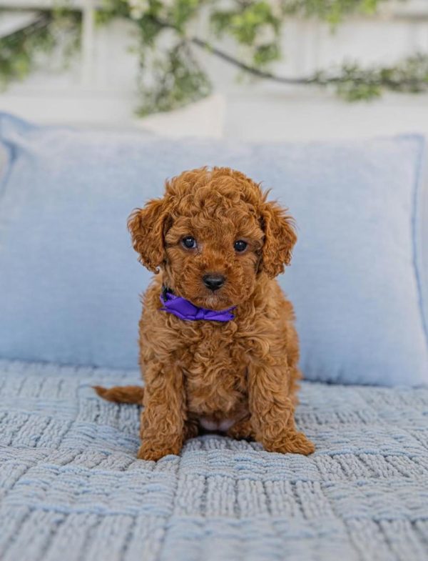 Oreo, Cavapoo
