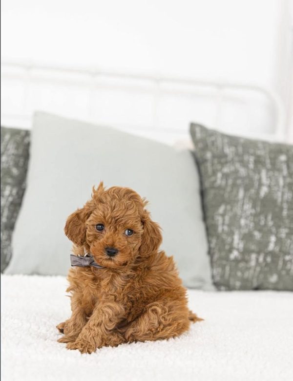 Teddy, Toy Poodle