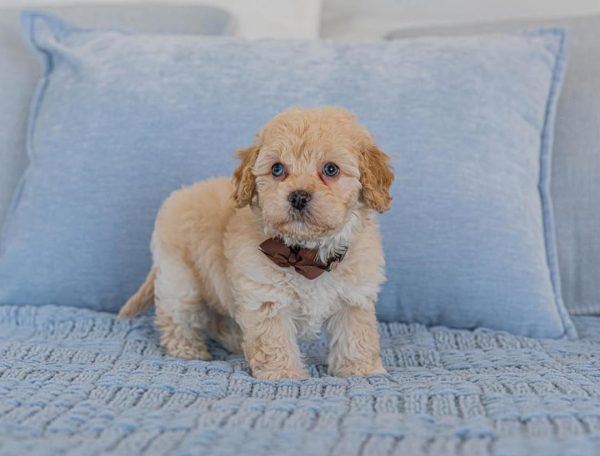 Mochi, Cavapoo