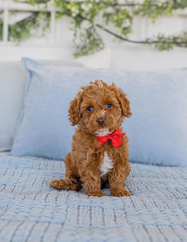 Cookie, Cavapoo