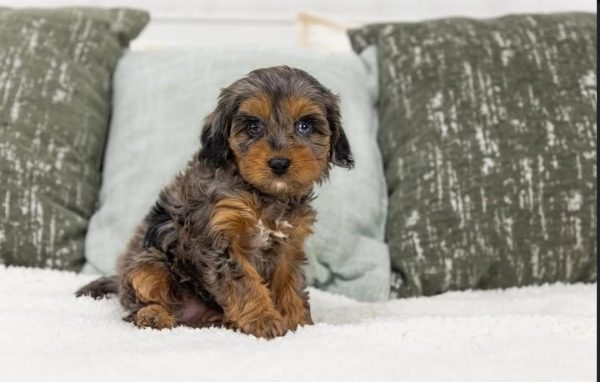 Lumier, Cavapoo