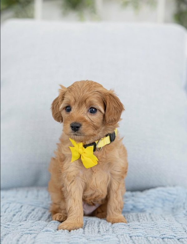 Beau, Cavapoo