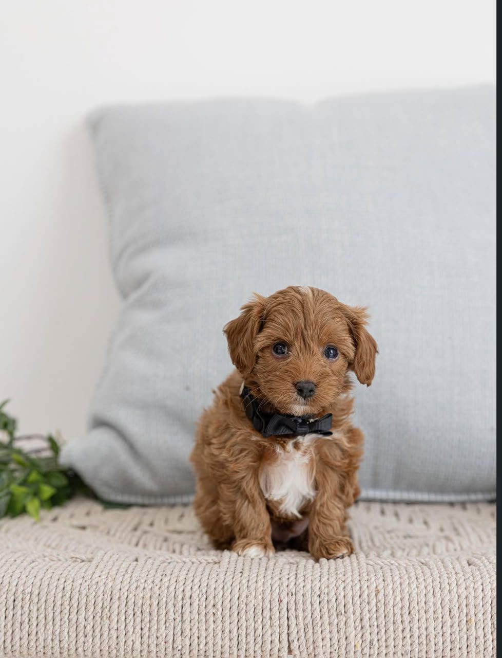 Ginger