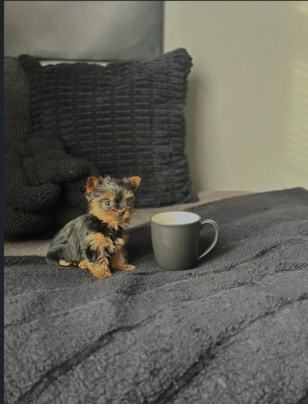 Molly, Yorkie