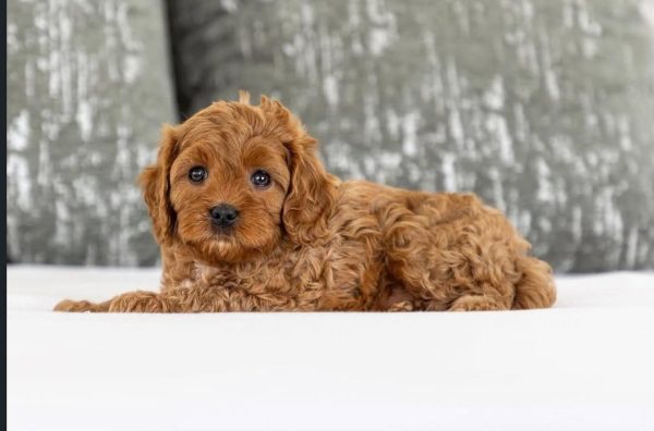 Fleece, Cavapoo