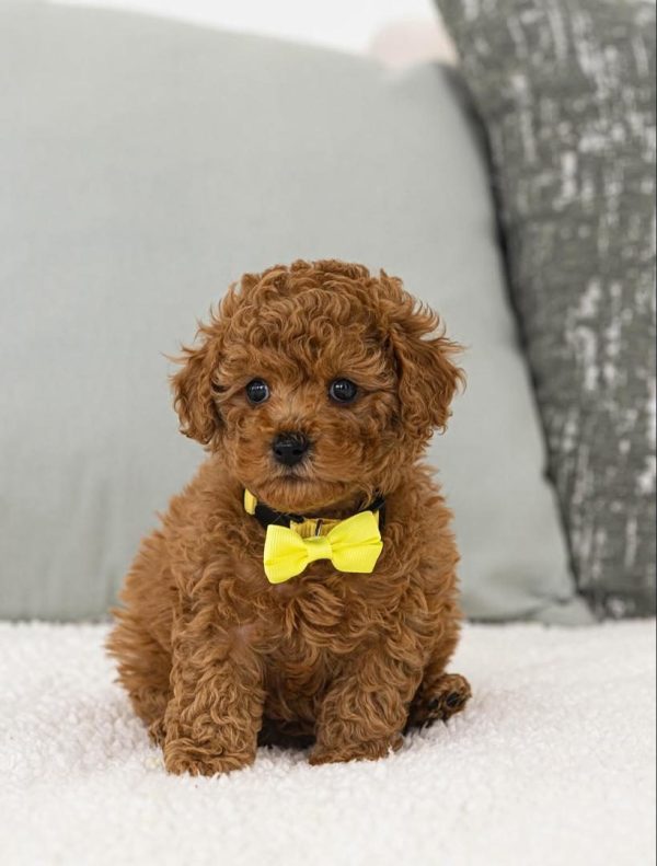 Luna, Toy Poodle
