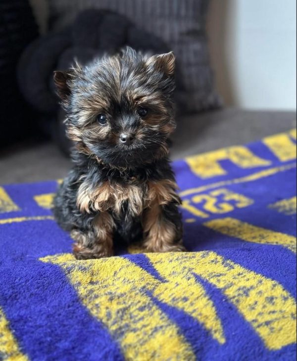 Max, Teacup Yorkie