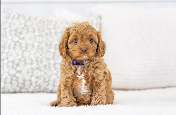 Shimmer, Cavapoo