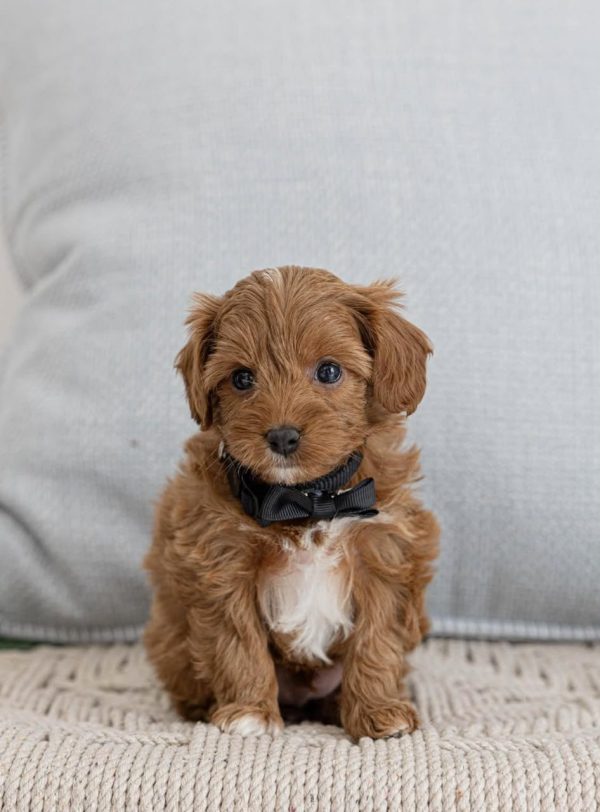 Ginger, Toy Poodle