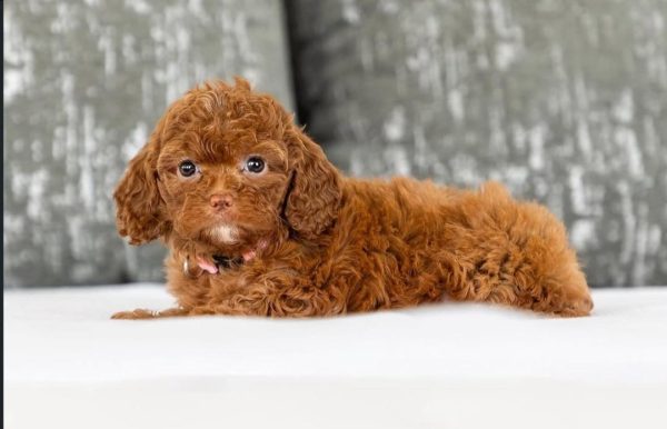 Vee, Cavapoo